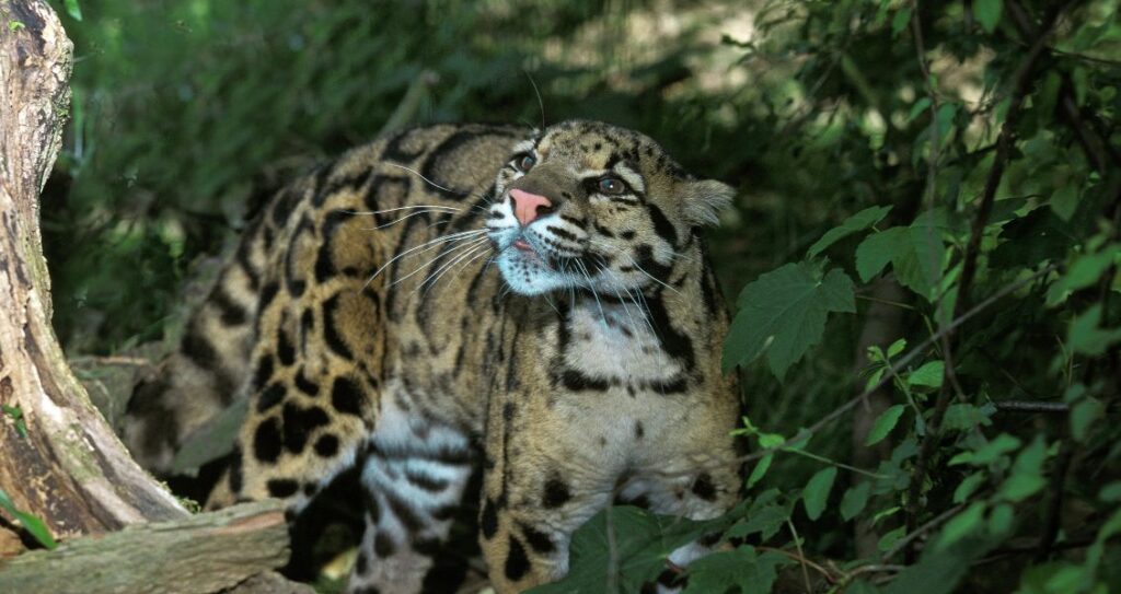 димчастий леопард 