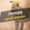 Цікаві факти про леопарда
