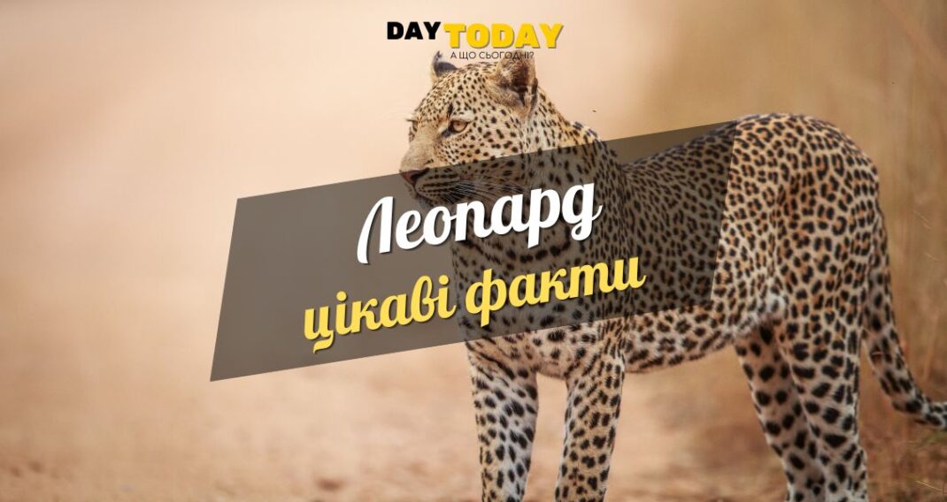 Цікаві факти про леопарда