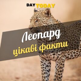 Цікаві факти про леопарда