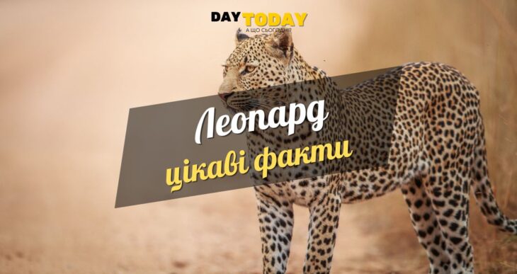 Цікаві факти про леопарда