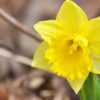 День нарциса