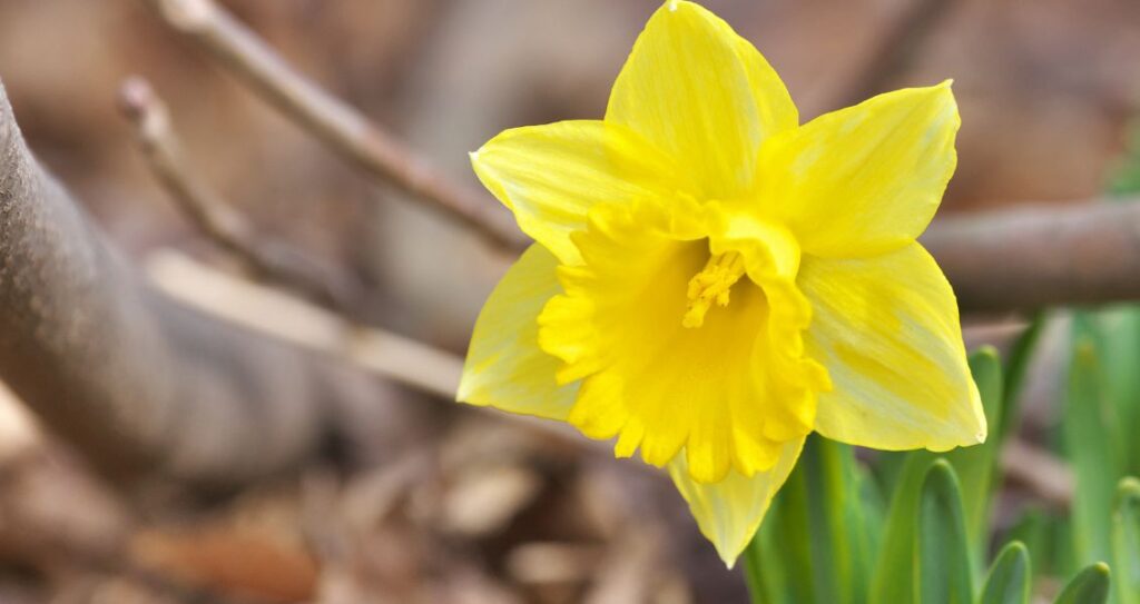 День нарциса