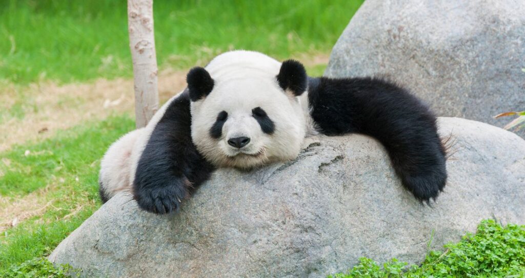 День панди
