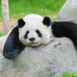 День панди