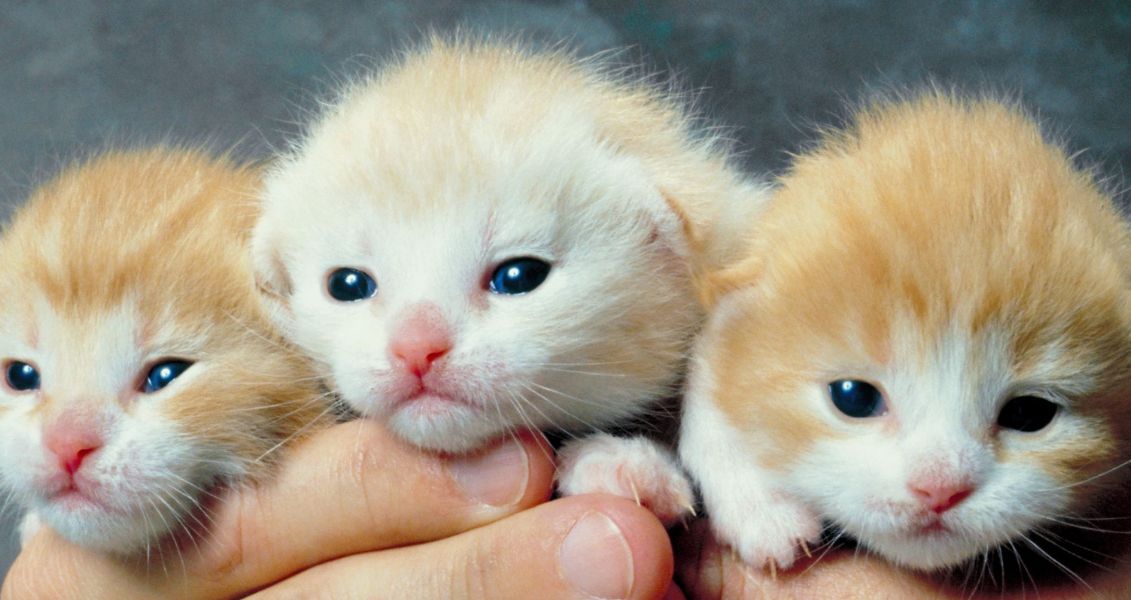 День пухнастих кошенят