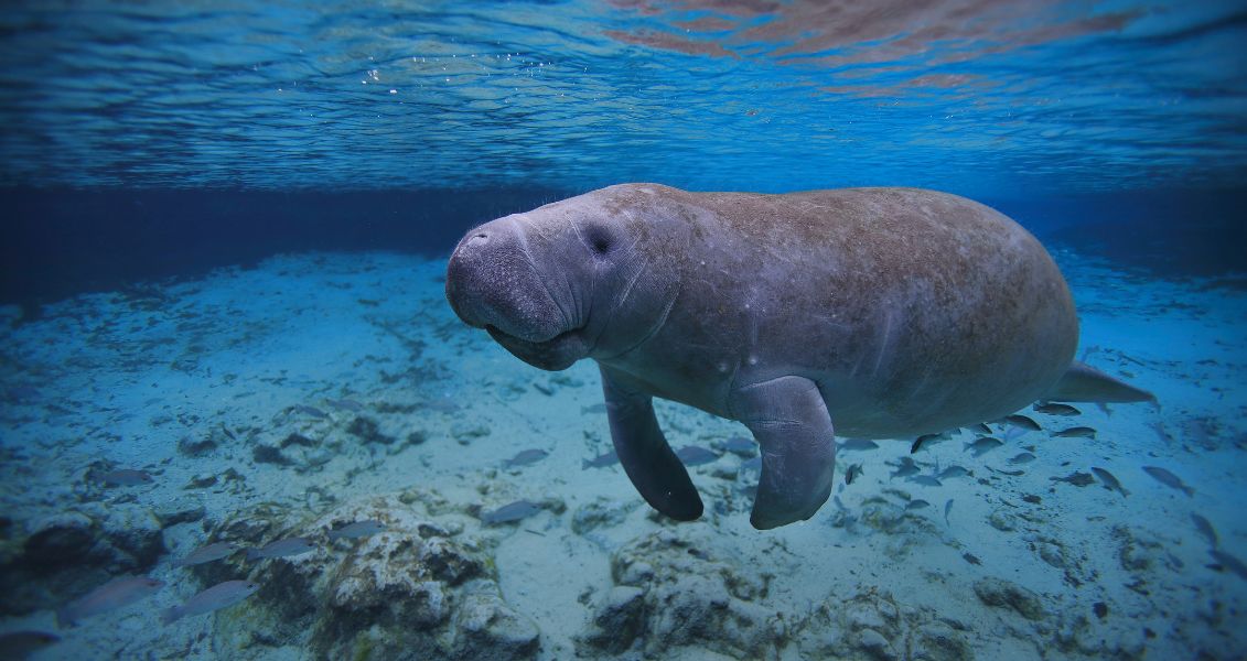 День вдячності ламантинам