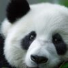 Міжнародний день панди