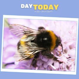 Як королеви джмелів виживають під водою понад тиждень