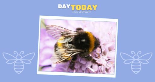 Як королеви джмелів виживають під водою понад тиждень