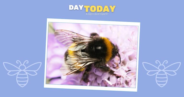 Як королеви джмелів виживають під водою понад тиждень