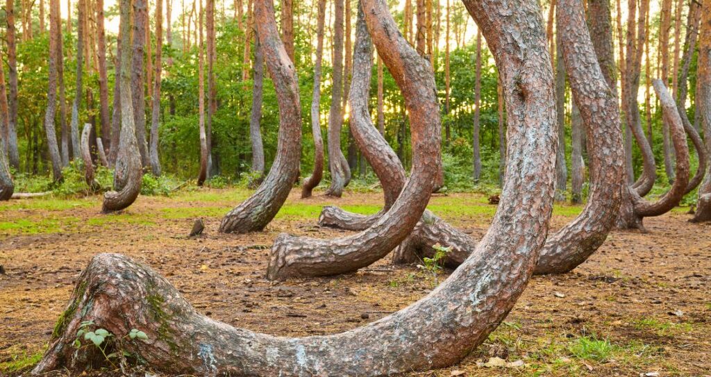 Чарново, Кривий ліс