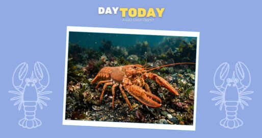 Чи відчувають омари біль: нові докази науковців