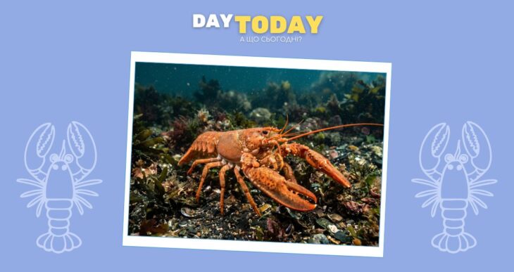 Чи відчувають омари біль: нові докази науковців