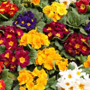 День примули