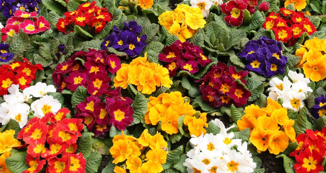 День примули