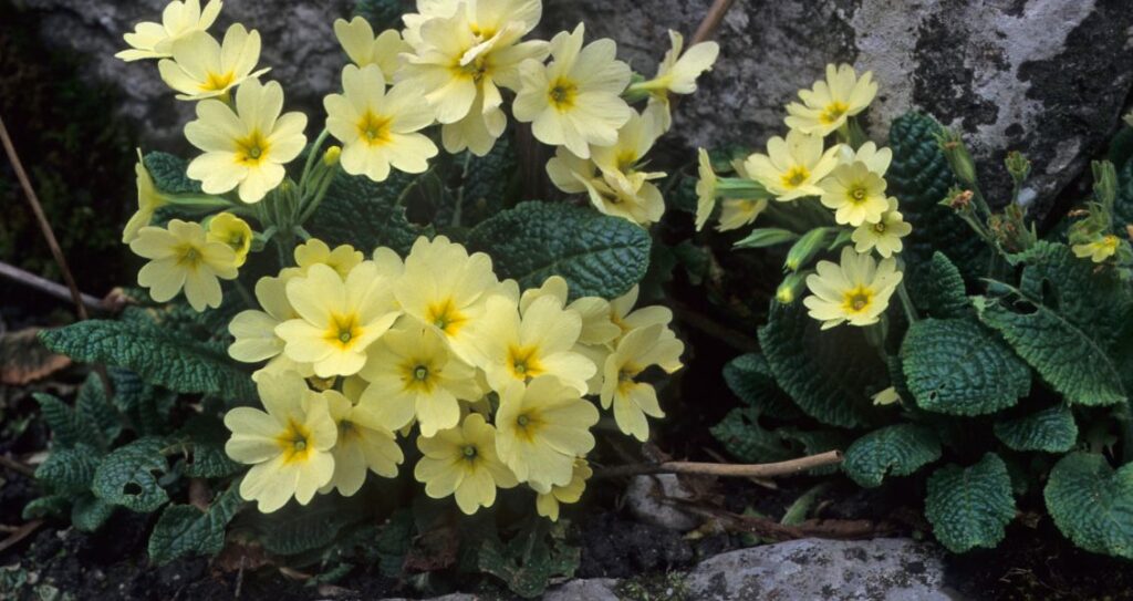 Примули в природному середовищі