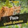 Цікаві факти про рись