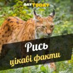 Цікаві факти про рись