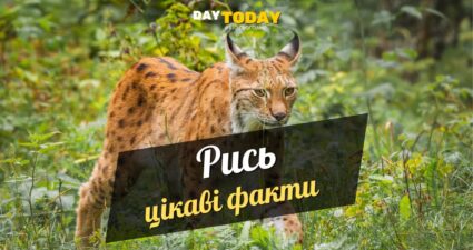 Ходімо далі? Наступна стаття