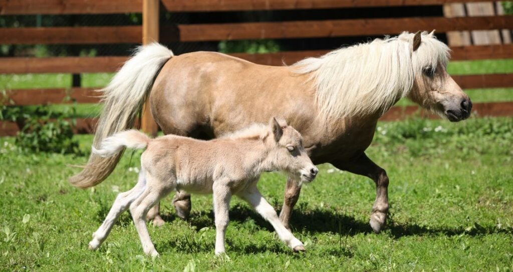 shetlandskyy poni