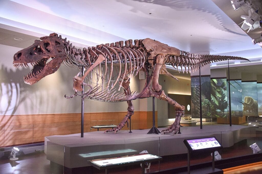 1280px FMNH SUE Trex