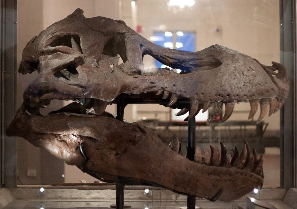 1280px Sue skull