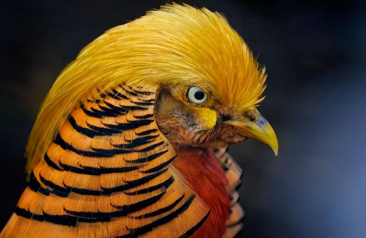 bird, golden pheasant, pheasant, beak, chinese pheasant, rainbow pheasant, gamebird, avian, ornithology, feathers, plumage, colourful, nature, yellow, orange, dark, bird, bird, bird, bird, bird, golden pheasant, golden pheasant, golden pheasant, pheasant, pheasant, pheasant, nature, nature, nature, yellow, orange, orange