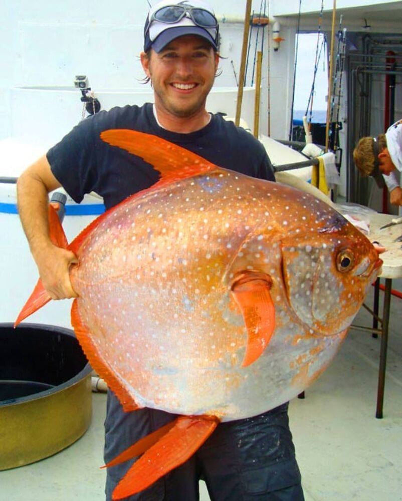 Lampris guttatus