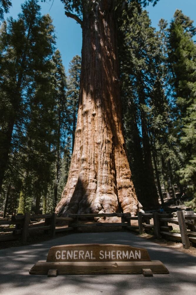 Vertical view of the General Sherman Tree, the world's largest sequoia, in Sequoia National Park.