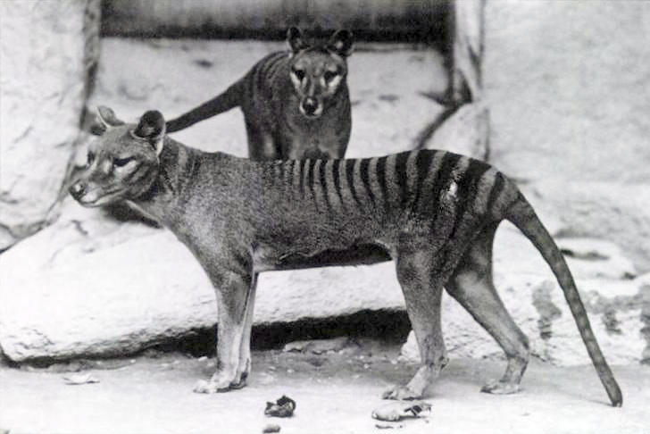 Thylacinus