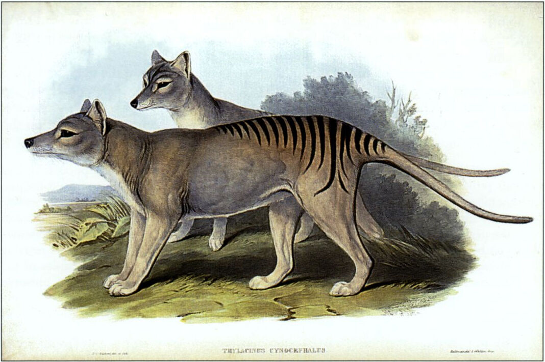 Described at the source as plate 5 of Gould's The Mammals of Australia, the listing that work introduction refers to Vol. I. Pls. 53 &…