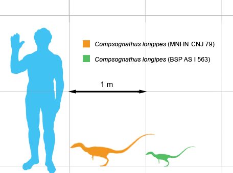 Two specimens of Compsognathus longipes compared in size with each other and to a human.